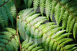 Closeup of Fern leaf.