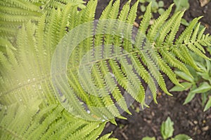 Closeup fern leaf, sunlight outdoor, natural background and texture of a tropical plant, top view