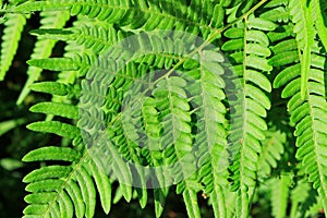 Closeup of fern leaves backlit by the sun