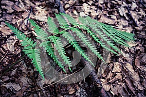 Closeup of fern nonflowering vascular plant reproduce by spores