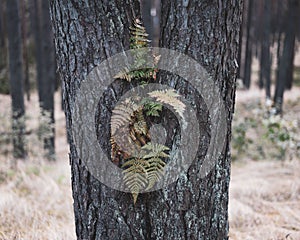 Closeup of ferns growing in a slit of a pine tree in a forest (Cyatheales) photo