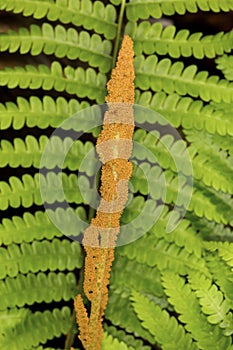 Closeup of fertile frond of cinnamon fern in Vernon, Connecticut