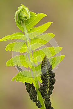 Closeup of fertile pinnae of interrupted fern in springtime in Connecticut