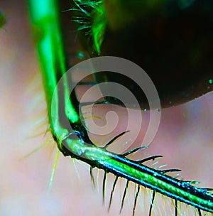 Closeup of the Fibers on a Dragonfly\'s Leg