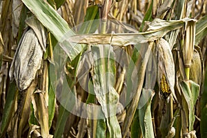 Closeup of a field of corn, detail