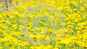 Closeup of a field filled with beautiful Coreopsideae flowers