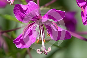 Closeup of a field geranium