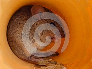 Closeup field mouse Apodemus eats grain inside of hole