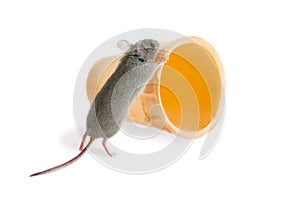 Closeup the field mouse pushes wafer cone on white background photo