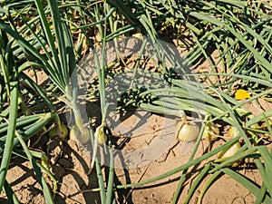 Closeup of a field with onions partially growing above the ground