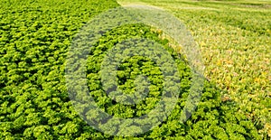 Closeup of a field with partially harvested curly leaf Parsley