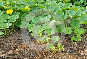 Field pumpkin growing in organic vegetable garden