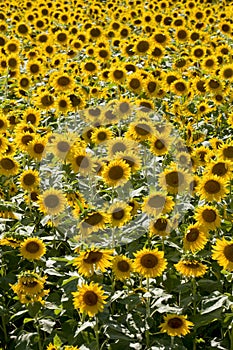 Closeup of Field of Sunflowers