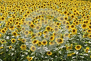 Closeup of Field of Sunflowers