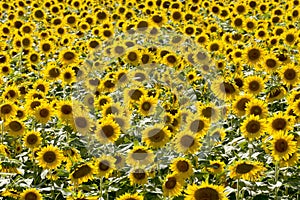 Closeup of Field of Sunflowers