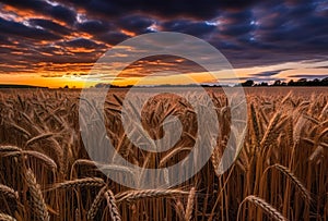 Closeup field wheat sunset background: wide angle rudolf interco