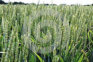 Closeup with fields of wheat - field ready for harvesting in Luxembourg