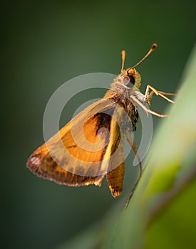 Closeup of a fiery skipper butterfly pausing on a plant in summer