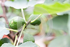 Closeup of figs fruit on branches of tree