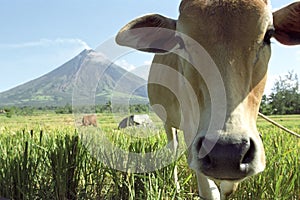 Closeup Filipino cow and Mount, volcano Mayon