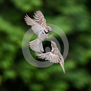 Closeup of finch fighting