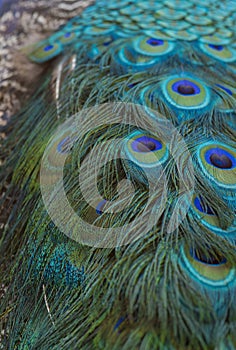 Closeup fineness and beauty of Indian peafowl feathers