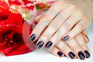 Closeup fingernails with dark manicure and red flowers