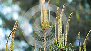 Closeup, Fir branches with fresh shoots .young green pine sprouts on the branches. Spring.