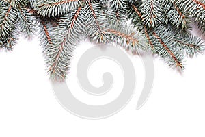 Closeup of fir tree branch