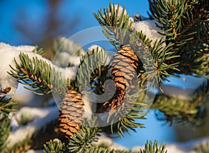 Fir tree branch with two small cones covered by fresh snow