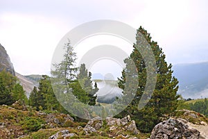 Closeup of fir trees with lichened rocks around and foggy landscape background