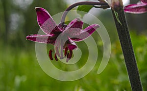 Closeup of a Fire Lily