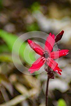 Closeup of a Fire Pink Wildflower, Silene virginica