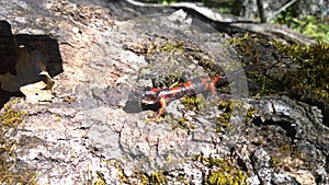 Closeup of the fire salamander on the rock. Salamandra salamandra.