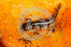 Closeup of a fire salamander on a wet surface photo