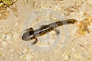 Closeup of a fire salamander on a wet surface photo