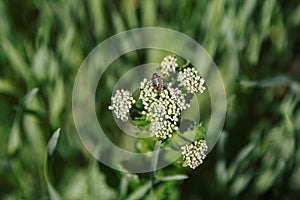 Closeup firebug - Pyrrhocoris apterus – on a buds of white flower