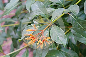 Closeup of firebush: shrub in florida