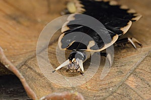 Closeup of firefly larvae head. selangor, malaysia.