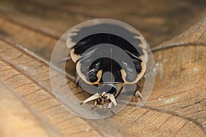 Closeup of firefly larvae head. selangor, malaysia.