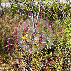 Closeup of Fireweed plants on the grounds of Brooks Range in Alaska