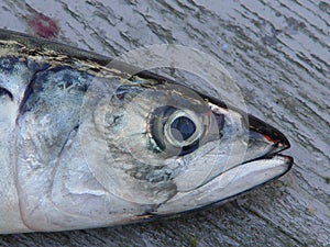 Closeup of Fish on Board
