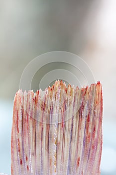 Closeup of a fish tail fin