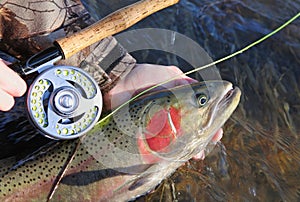Fly fisherman holding large steelhead trout and rod
