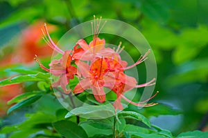 Closeup of Flame Azalea Flowers