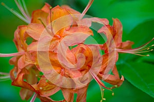 Closeup of Flame Azalea Flowers