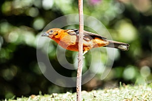 Closeup of Flame-colored Tanager (Piranga bidentata) Panama