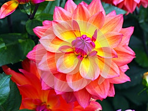 Closeup of a flaming multicolored orange, yellow and pink double blooming Dahlia and green leafs background