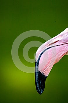 Closeup of flamingo beak