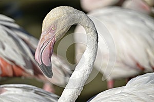 Closeup of flamingo in Camargue